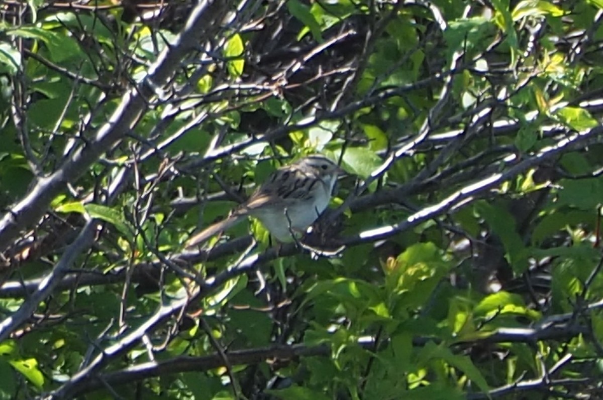 Clay-colored Sparrow - ML619789085