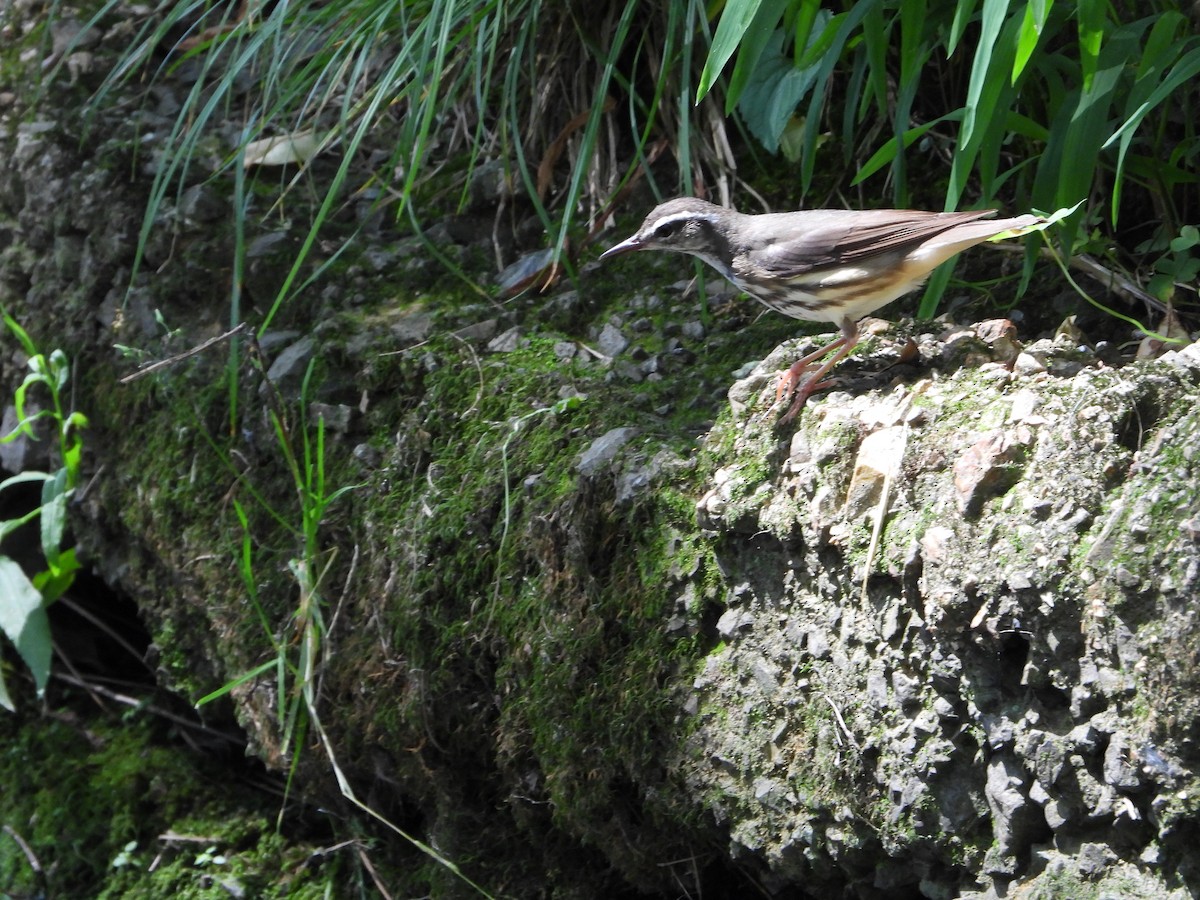 Louisiana Waterthrush - ML619789087