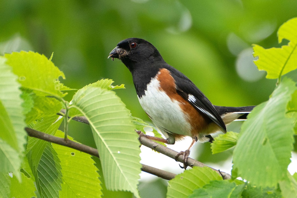 Eastern Towhee - ML619789088