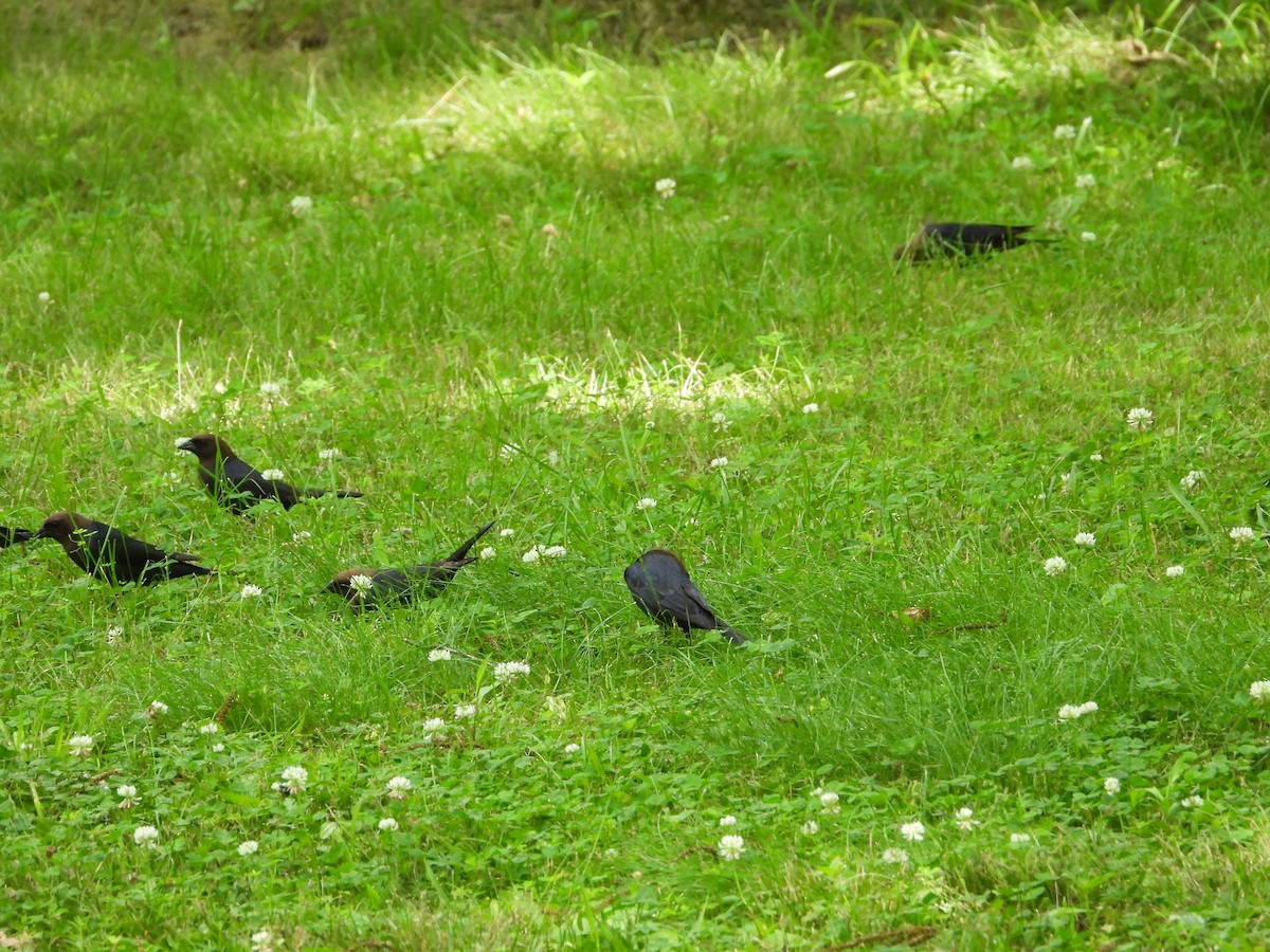 Brown-headed Cowbird - ML619789102