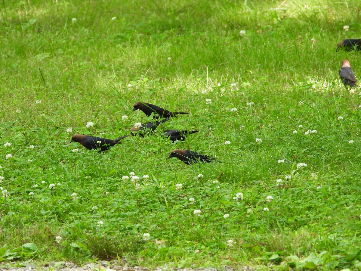 Brown-headed Cowbird - ML619789103