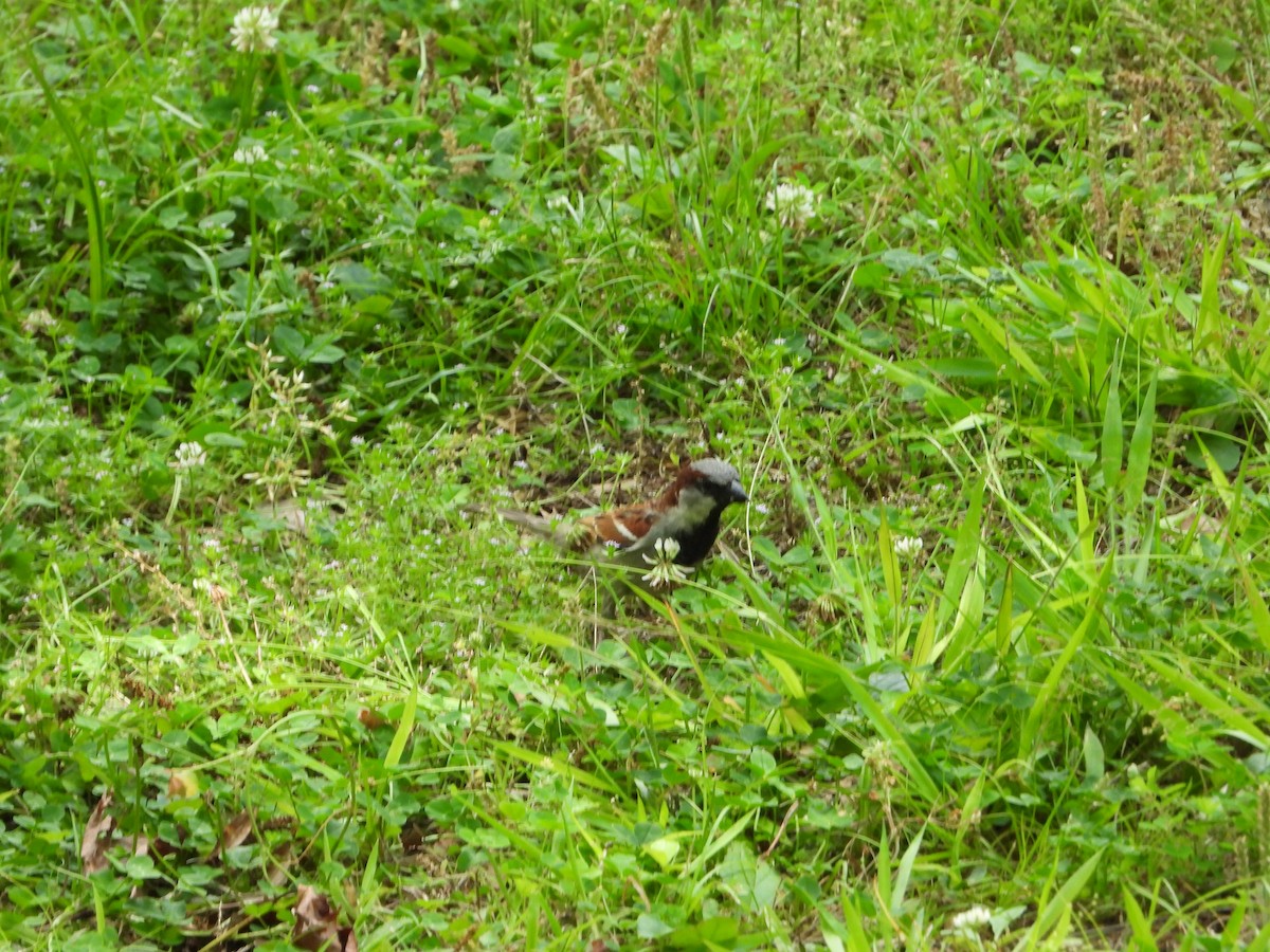House Sparrow - ML619789113