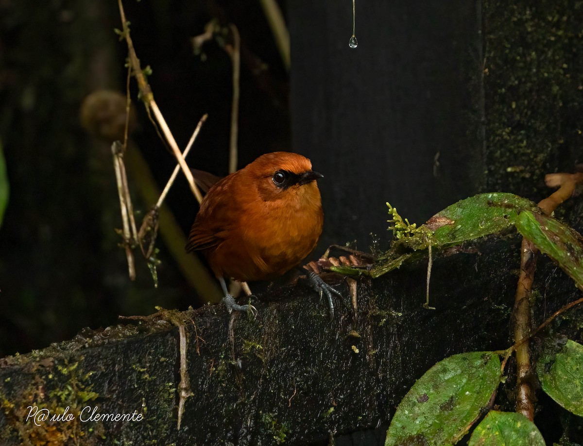 Rufous Spinetail - ML619789121