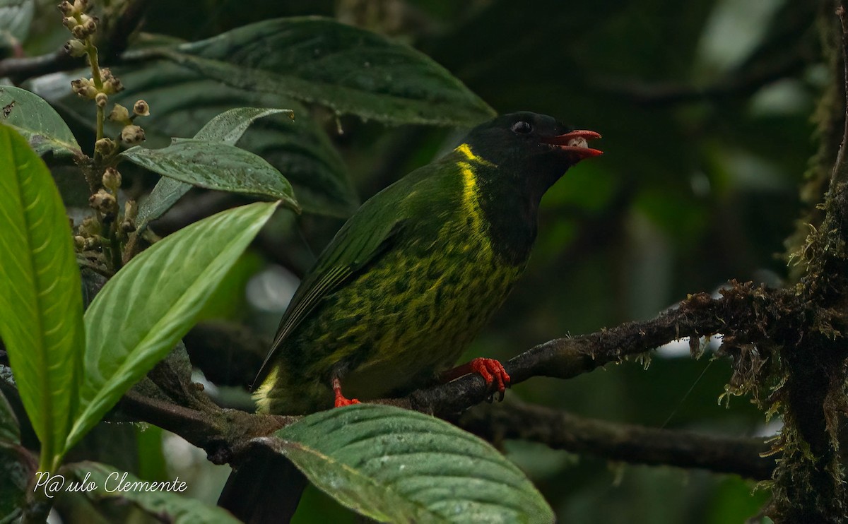 Green-and-black Fruiteater - ML619789145