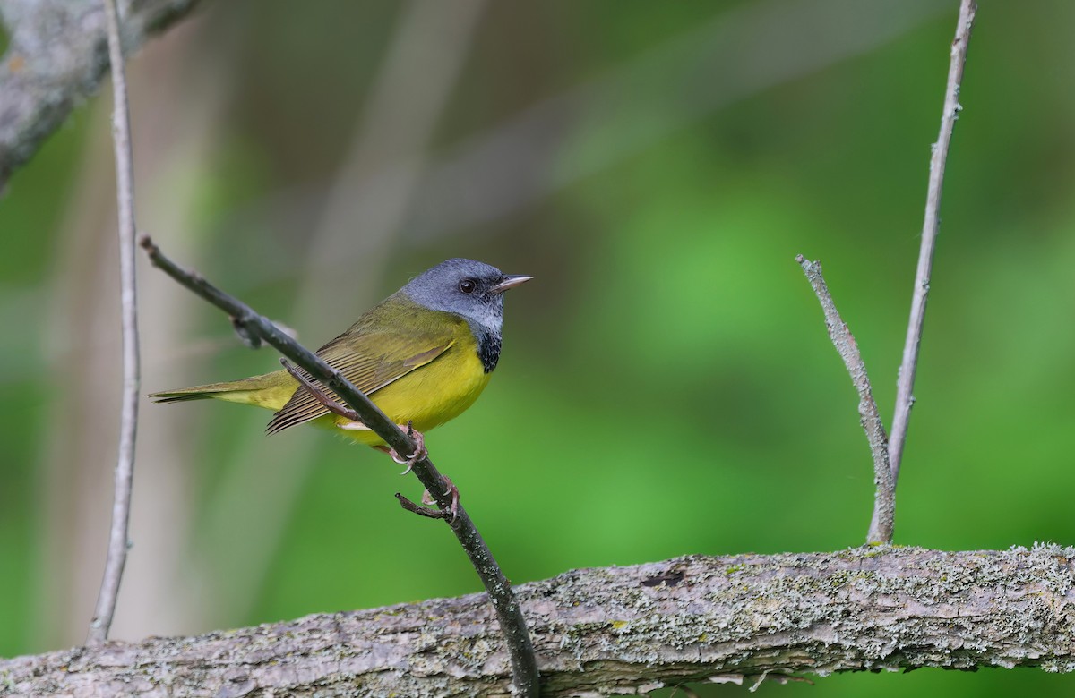 Mourning Warbler - ML619789146