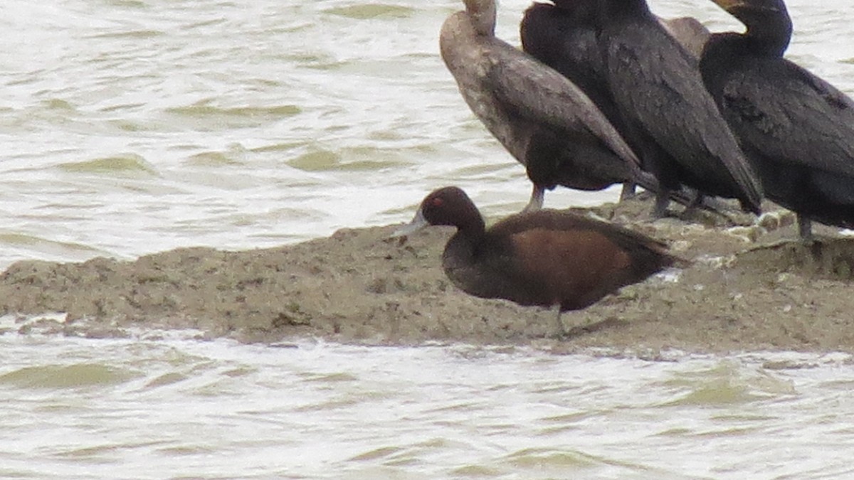 Southern Pochard - ML619789147