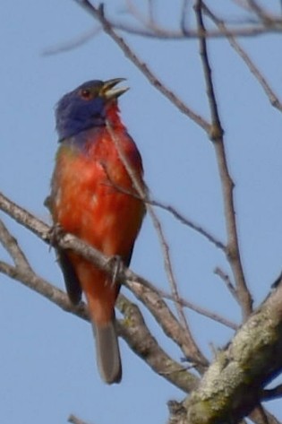 Painted Bunting - ML619789153