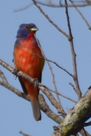 Painted Bunting - ML619789154