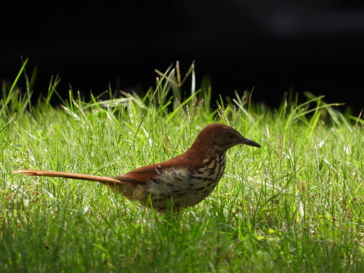 Brown Thrasher - ML619789161