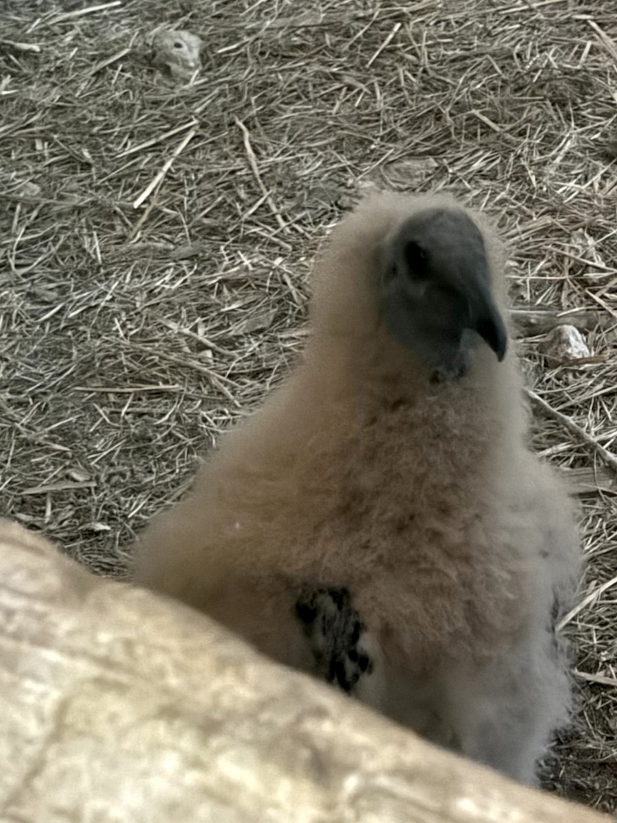 Black Vulture - ML619789166