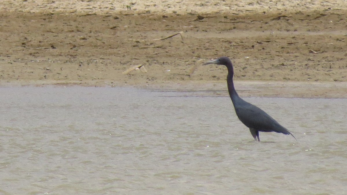 Little Blue Heron - ML619789185