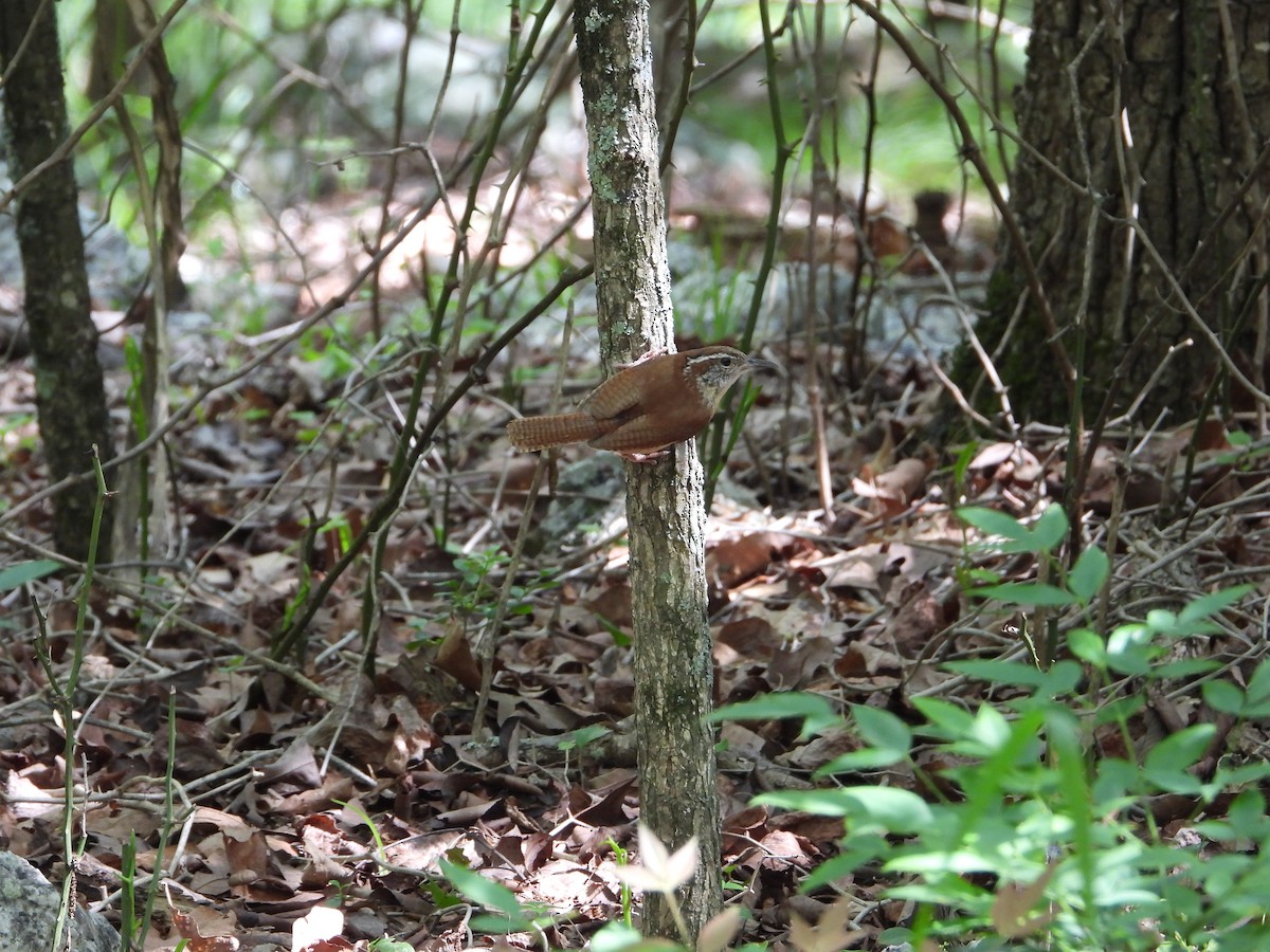 Carolina Wren - ML619789206