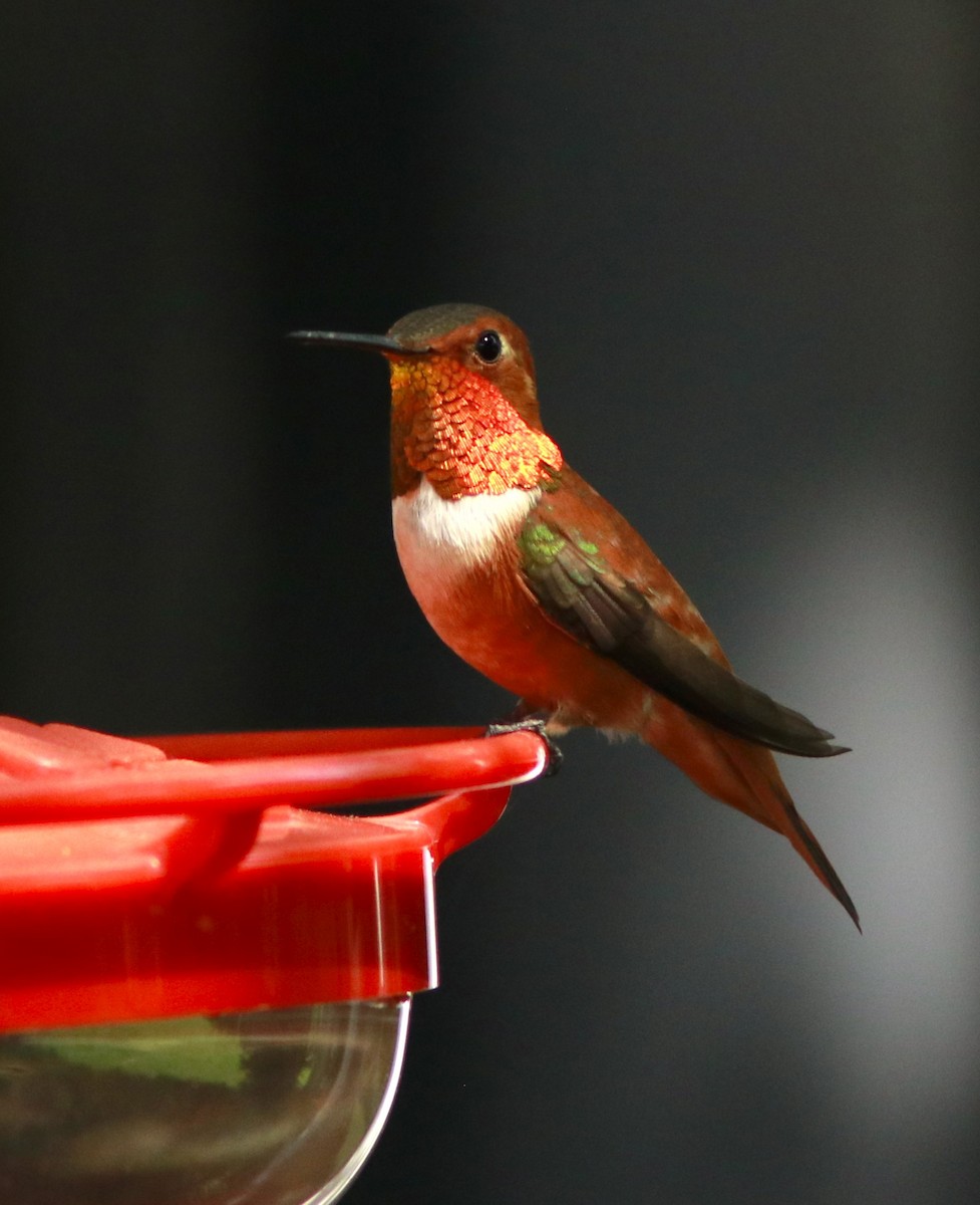 Rufous Hummingbird - Scotty Lofland