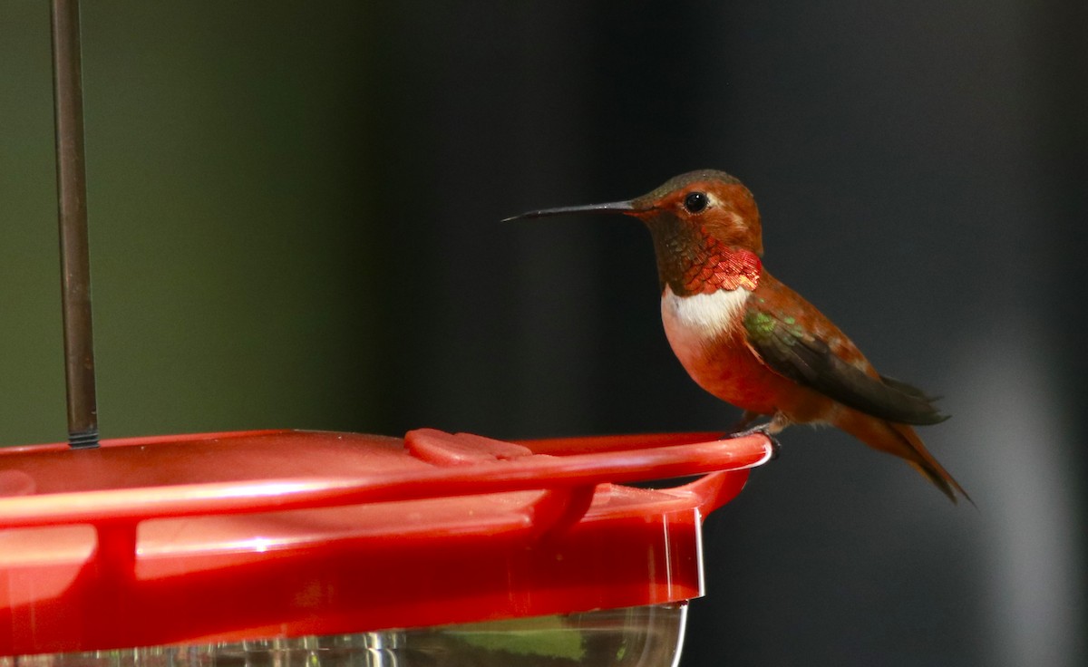 Rufous Hummingbird - ML619789210