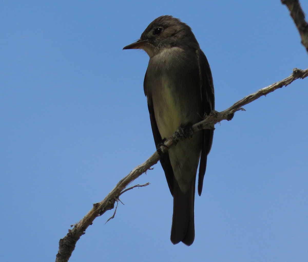 Western Wood-Pewee - ML619789214