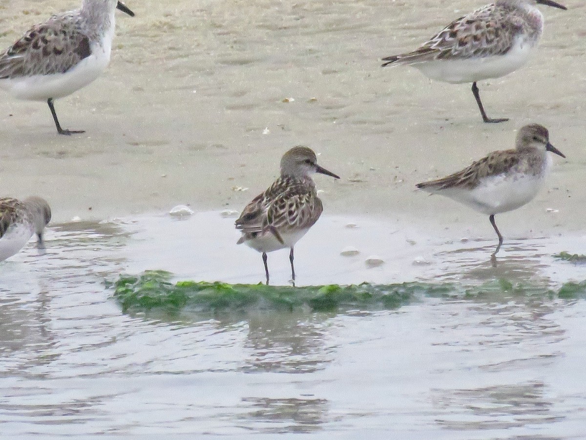 White-rumped Sandpiper - ML619789223