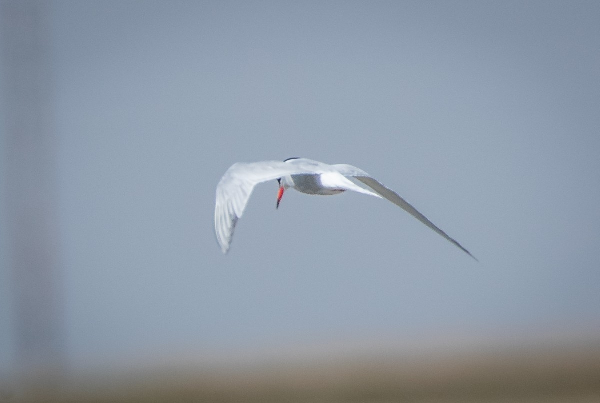 Forster's Tern - bj worth