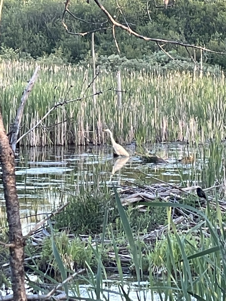 Great Egret - ML619789246