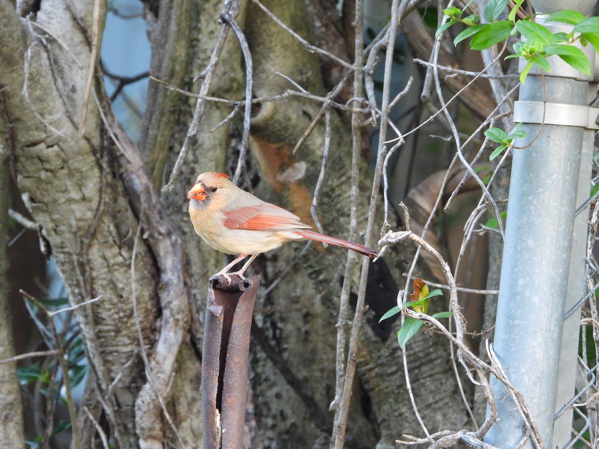 Northern Cardinal - ML619789247