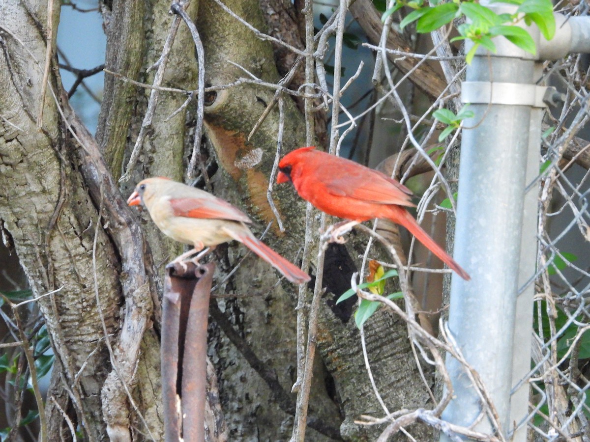 Northern Cardinal - ML619789248