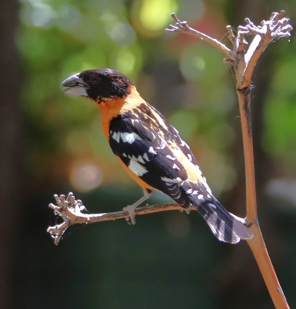 Black-headed Grosbeak - ML619789268