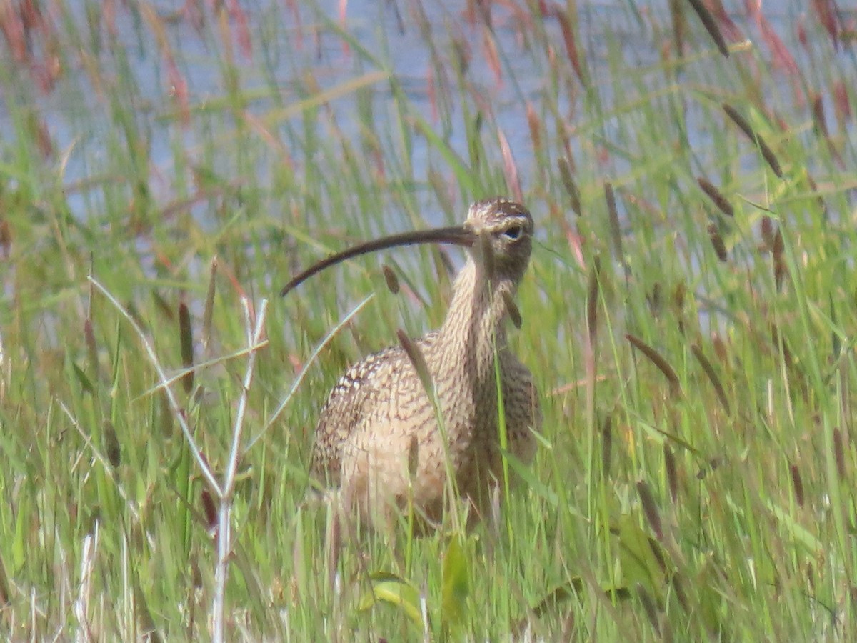 Long-billed Curlew - ML619789281