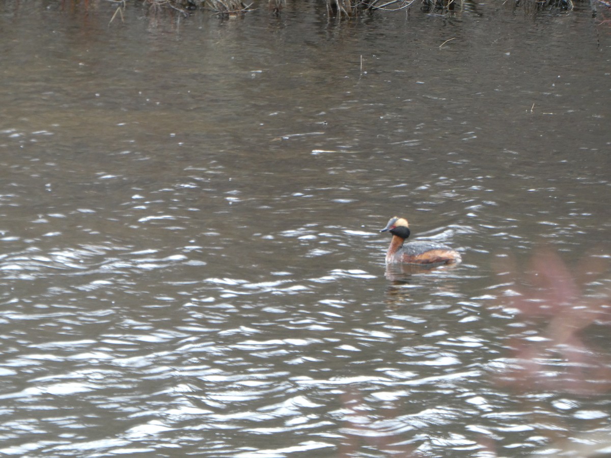 Horned Grebe - ML619789282