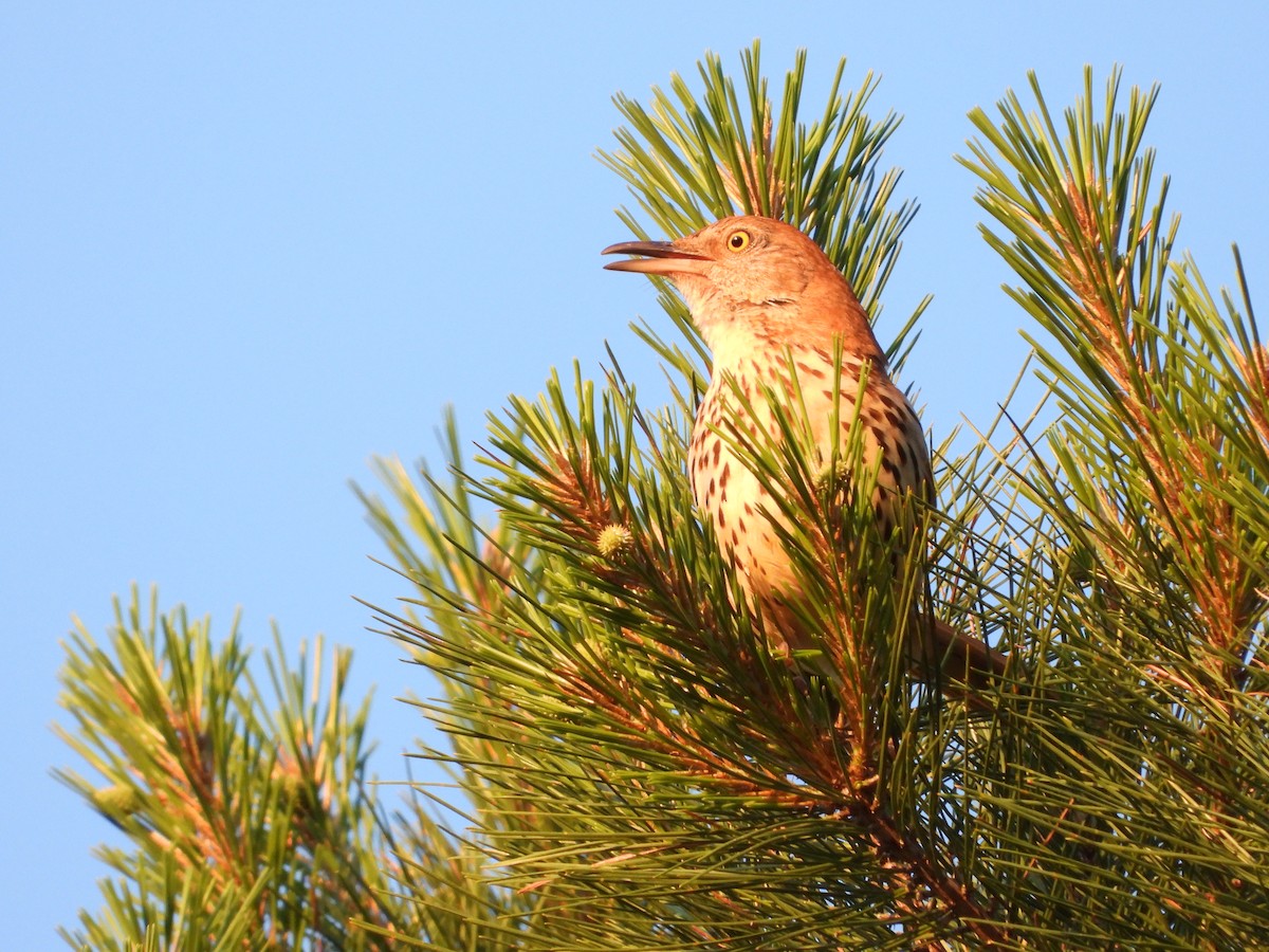 Brown Thrasher - ML619789292