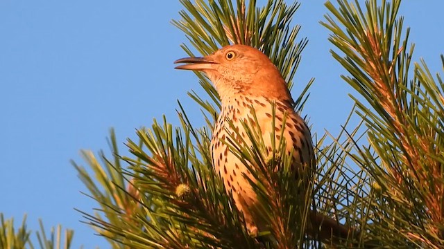 Brown Thrasher - ML619789304