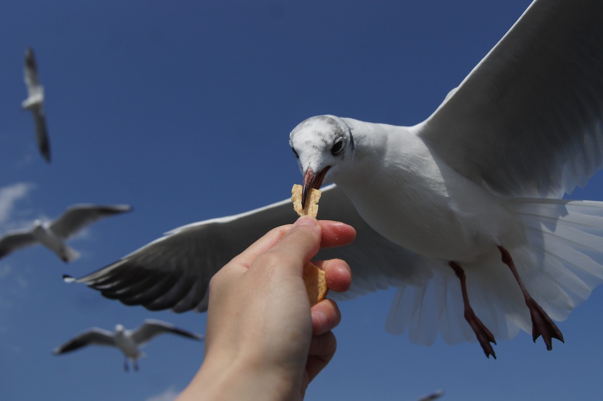 Black-headed Gull - vivy tuan