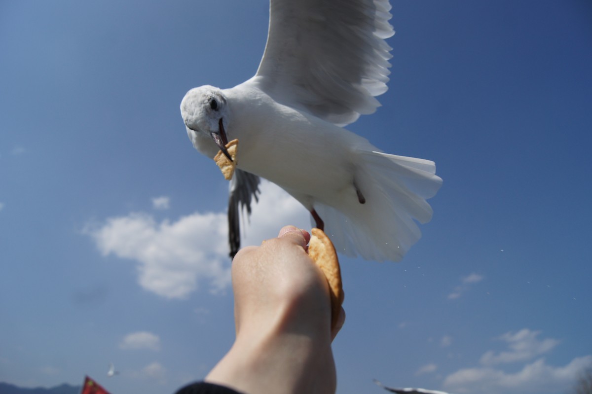 Mouette rieuse - ML619789312