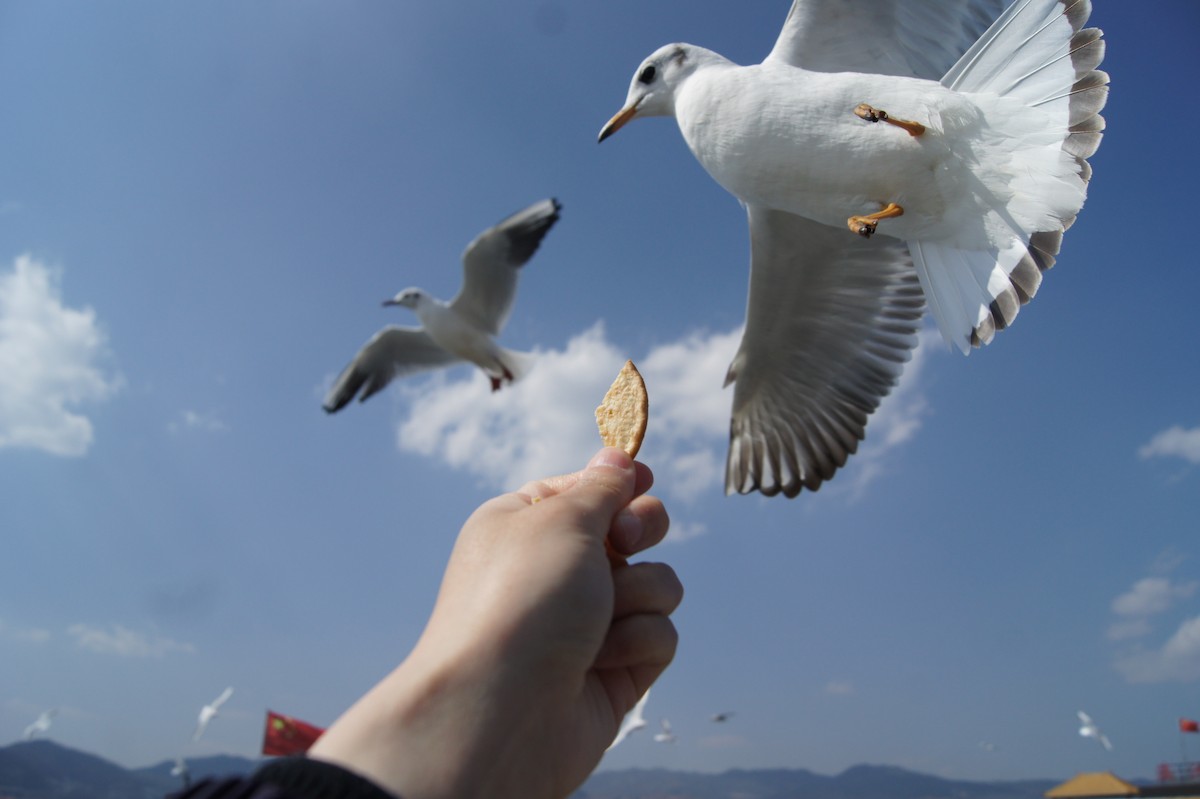 Mouette rieuse - ML619789313