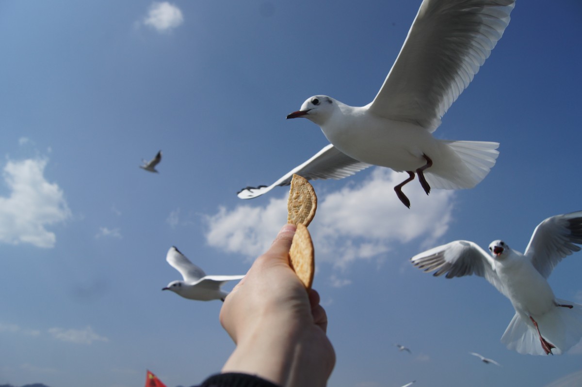 Mouette rieuse - ML619789314