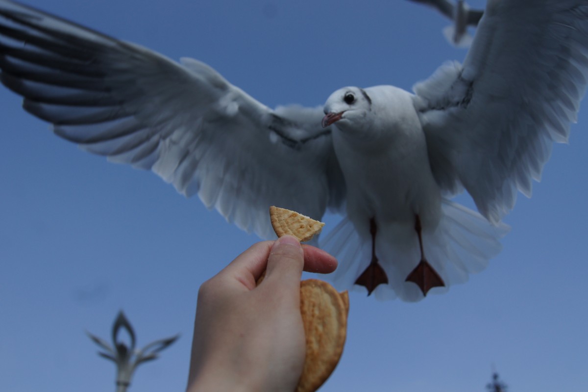 Black-headed Gull - ML619789315