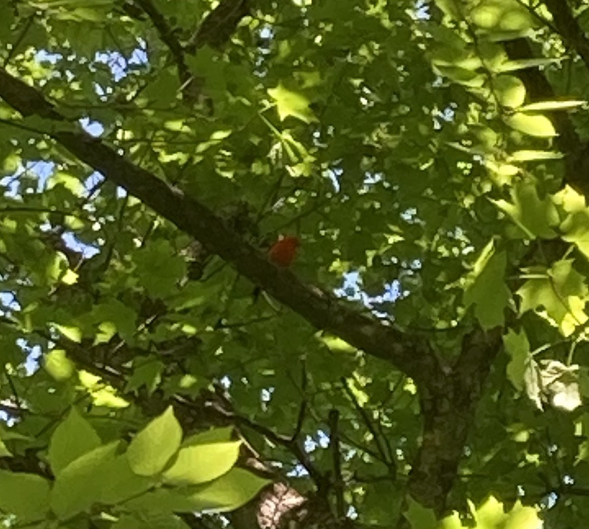 Scarlet Tanager - ML619789336