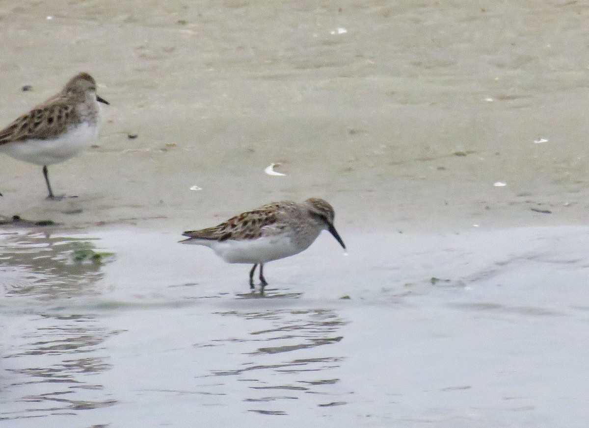 White-rumped Sandpiper - ML619789349