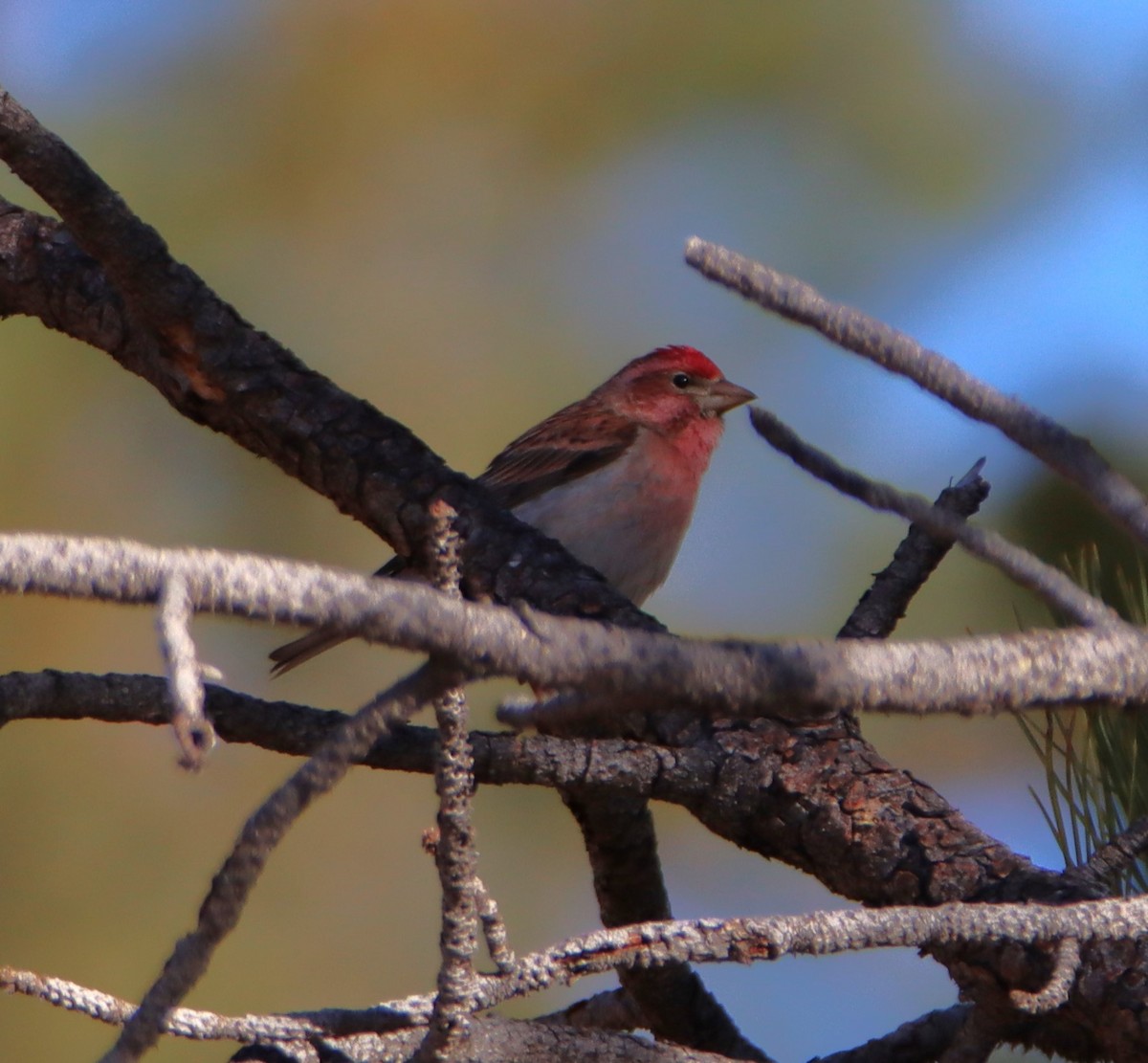 Cassin's Finch - ML619789353