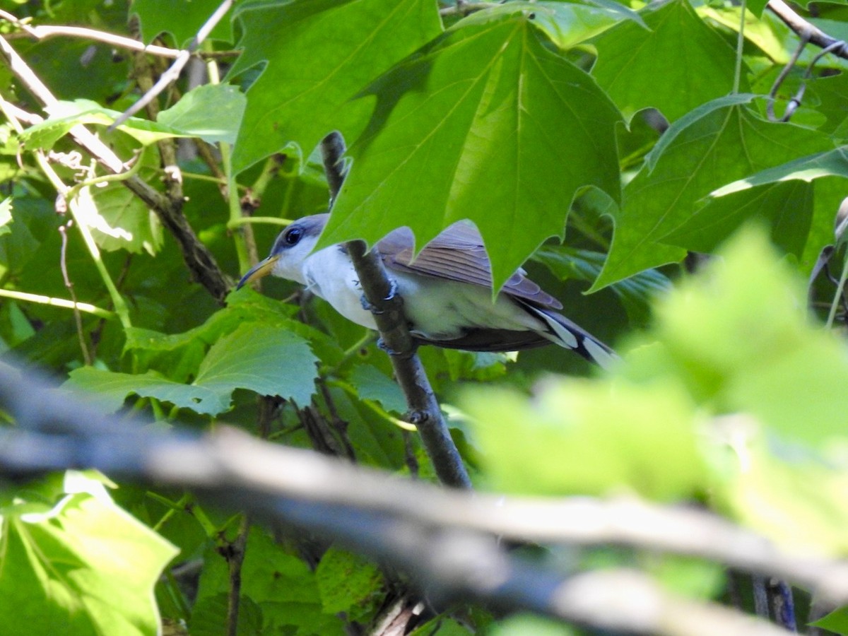 Yellow-billed Cuckoo - ML619789359