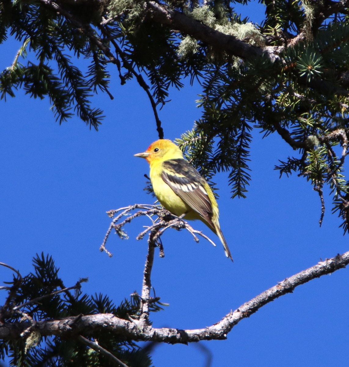 Western Tanager - ML619789360