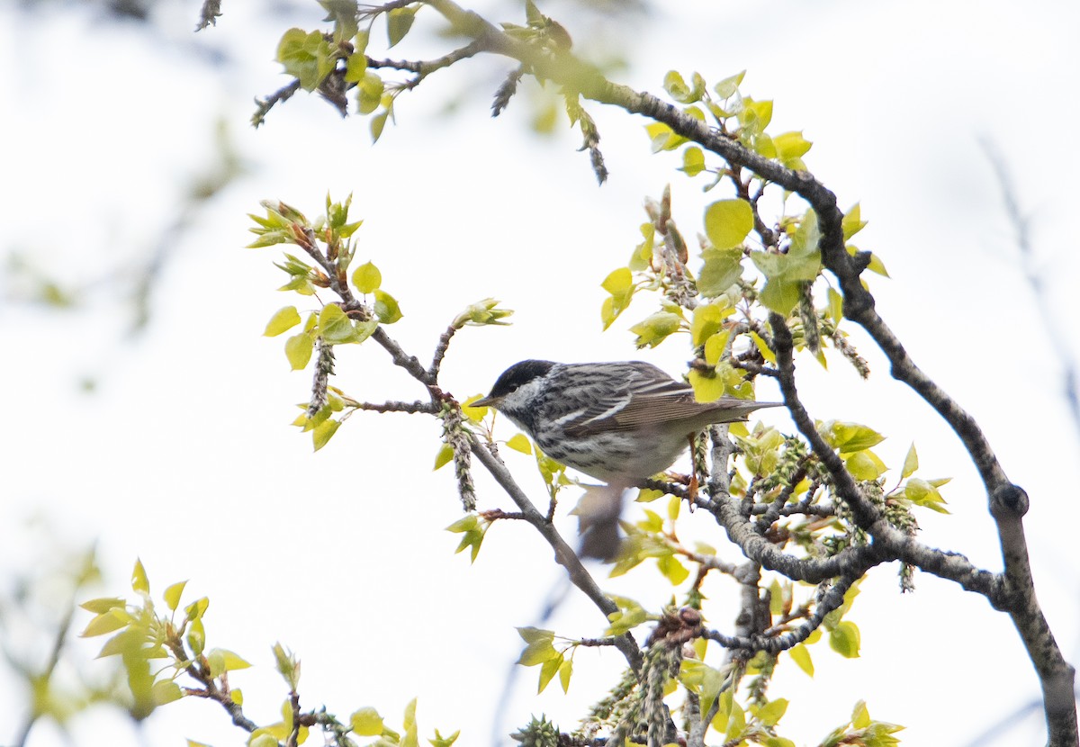 Blackpoll Warbler - ML619789363