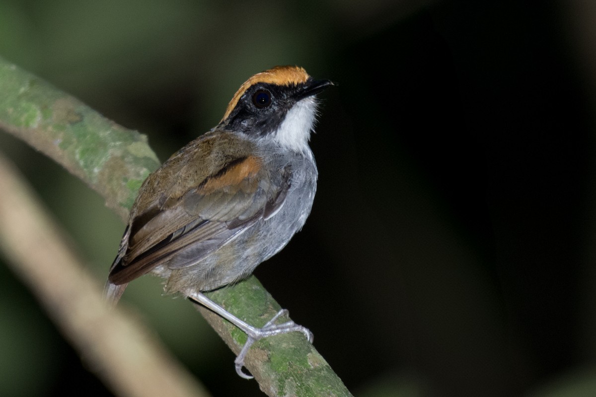 Black-cheeked Gnateater - ML619789364