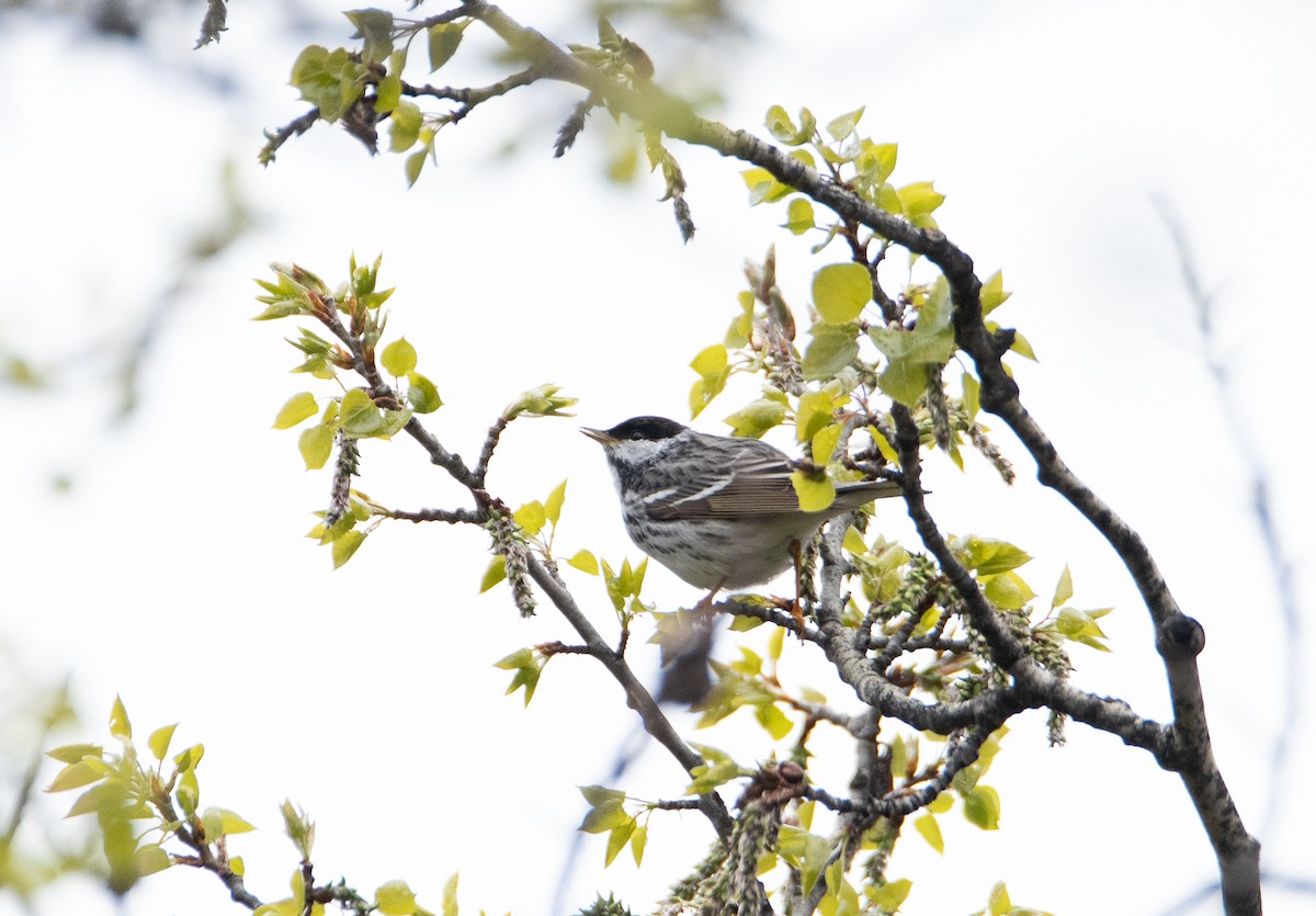 Paruline rayée - ML619789369