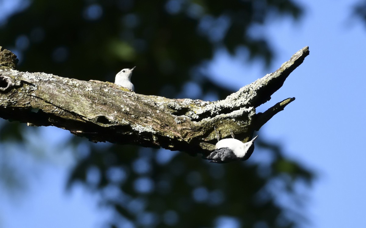 White-breasted Nuthatch - ML619789370