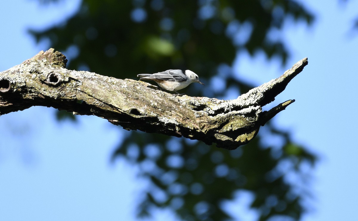 White-breasted Nuthatch - ML619789372