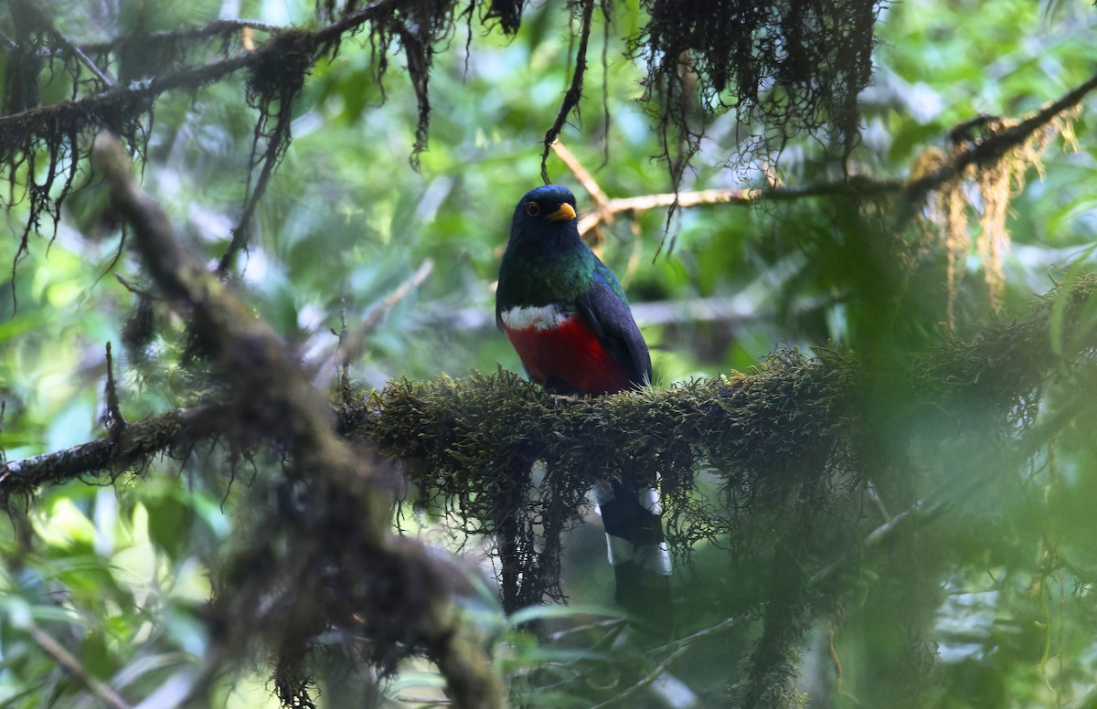 Mountain Trogon - ML619789373