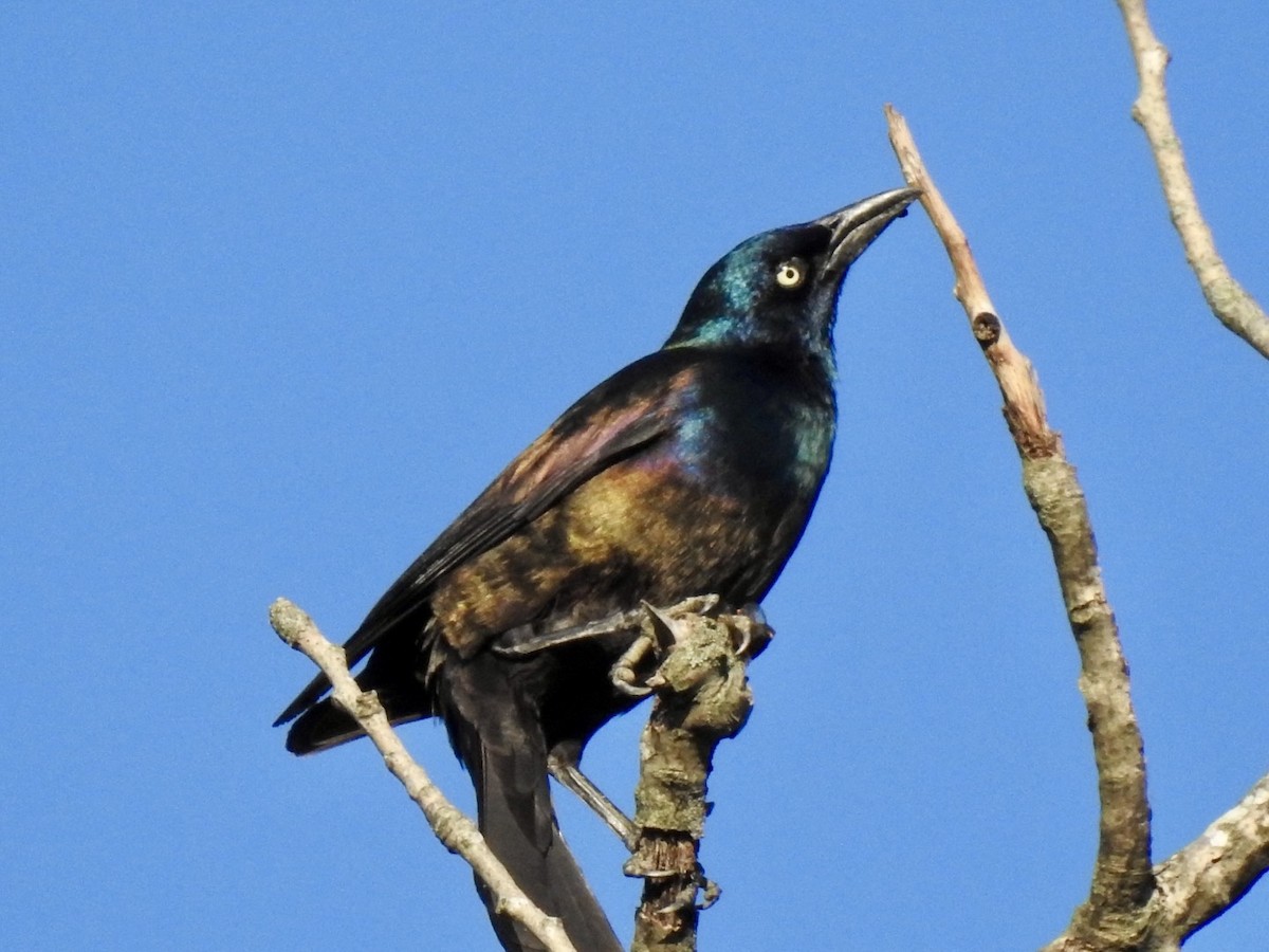 Common Grackle - ML619789376