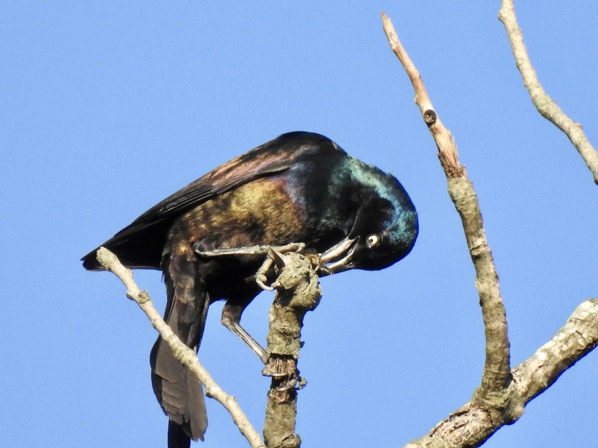 Common Grackle - ML619789377