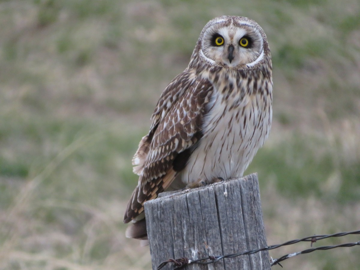 Short-eared Owl (Northern) - ML619789381