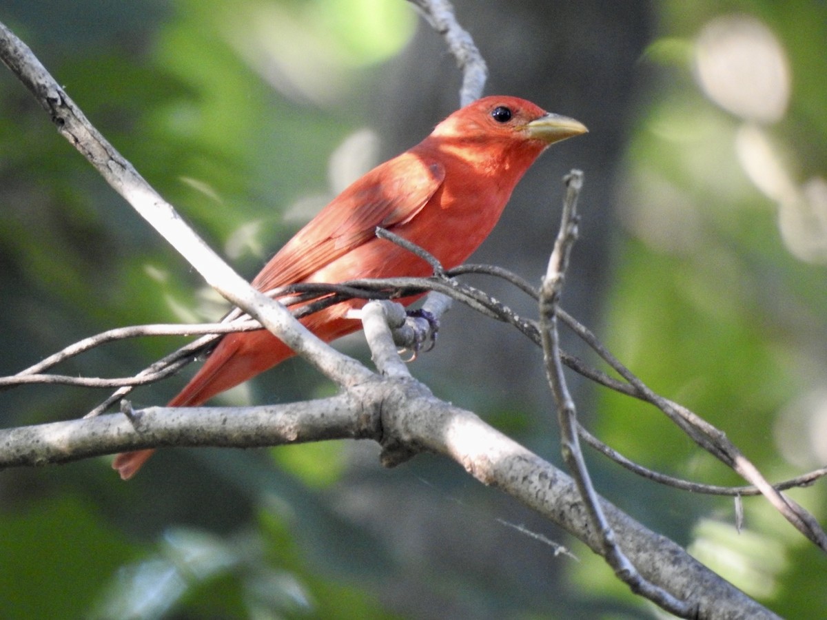 Summer Tanager - ML619789390