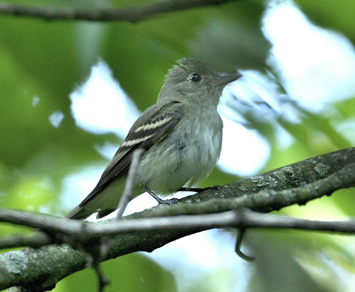 Buchenschnäppertyrann - ML619789408